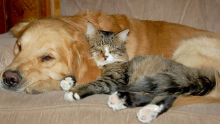 Via Yourdogsfriend.org